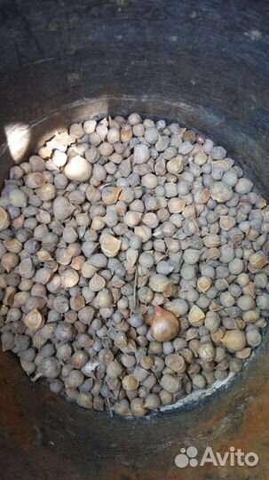 Чеснок Рокамболь