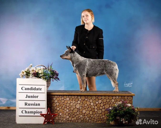 Хендлер, выставки собак, подготовка, показ