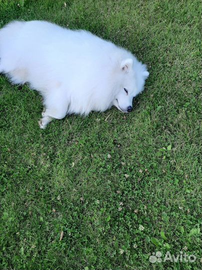 Вязка японского шпица