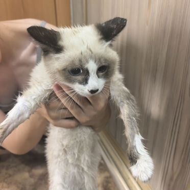 Сиамский котёнок