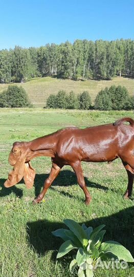 Козел камори