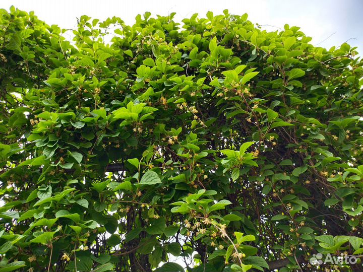 Лимонник Китайский