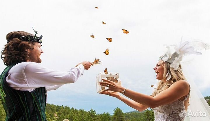 Франшиза Салюты из Живых Тропических Бабочек 3271