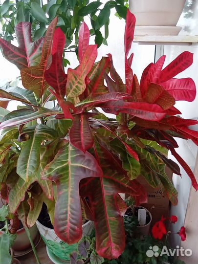 Кротон Эксилент (Кодиеум) - комнатное растение