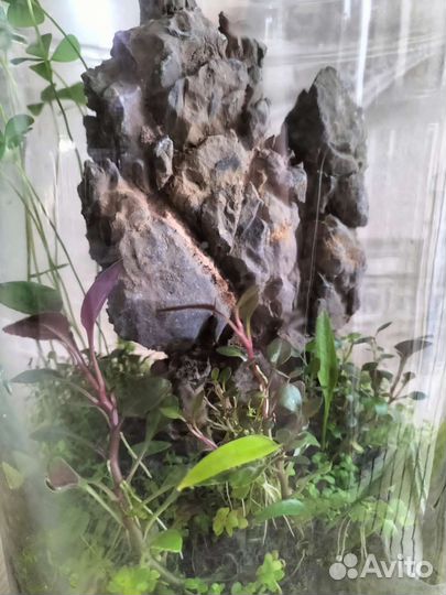 Флоррариум