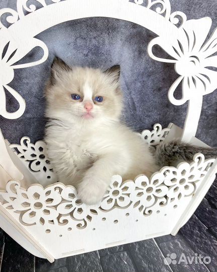 Котята рэгдолл