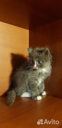 Котенок мальчик Пушок 1,5мес метис перса