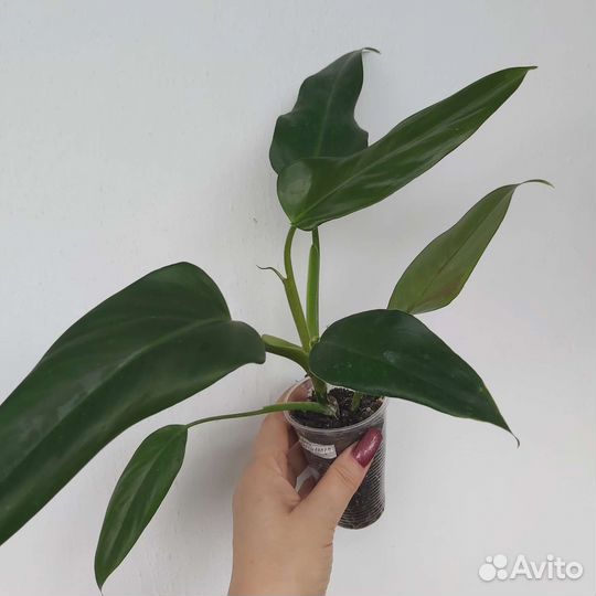 Филодендроны