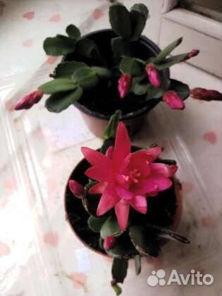 Декабрист, рипсалидопсис, шлюмбергера