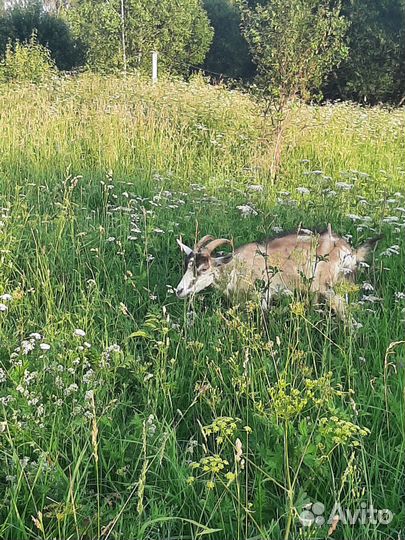 Козы с козлятами и козёл