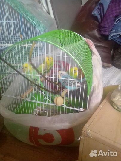 Волнистый попугай