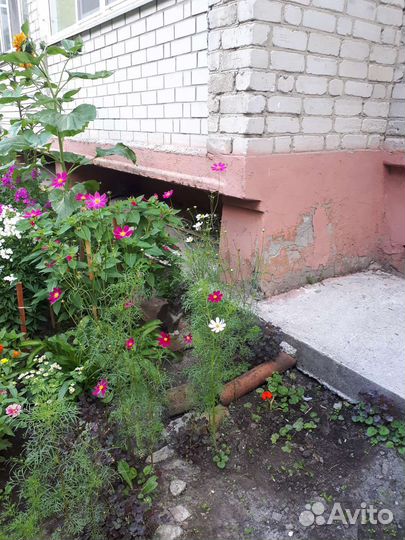 Котенок серый