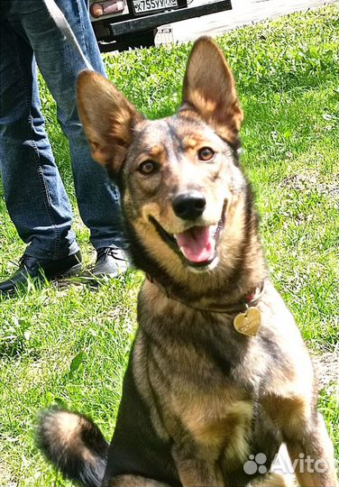 Щенок в добрые руки