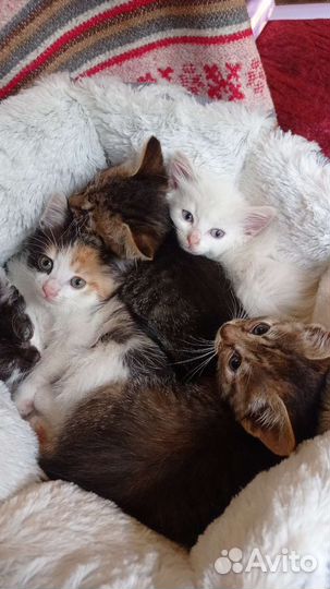 Малыши котятки ищут дом