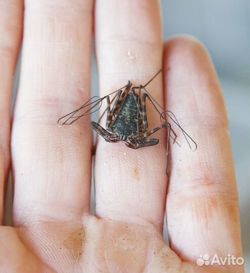 Фрины,телифоны