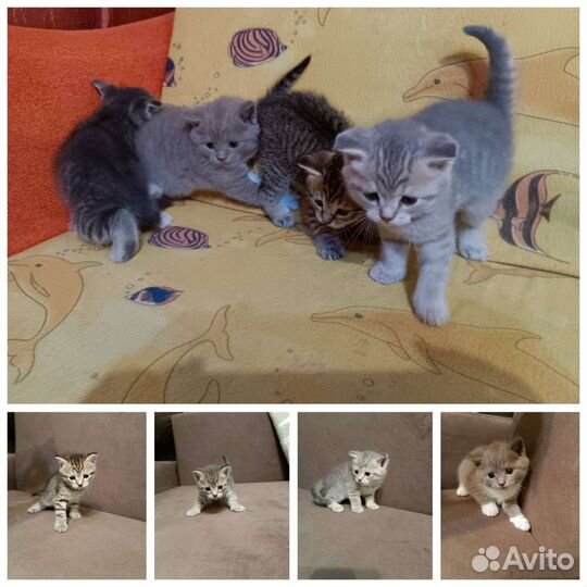 Кошки в добрые руки бесплатно