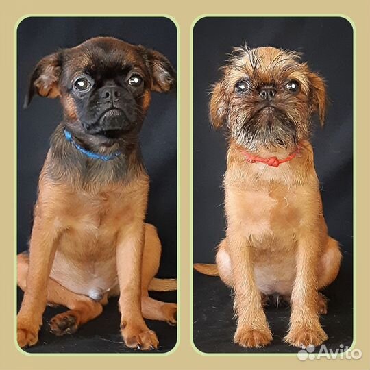 Малый брабансон