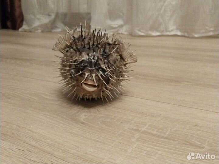 Чучело рыба еж