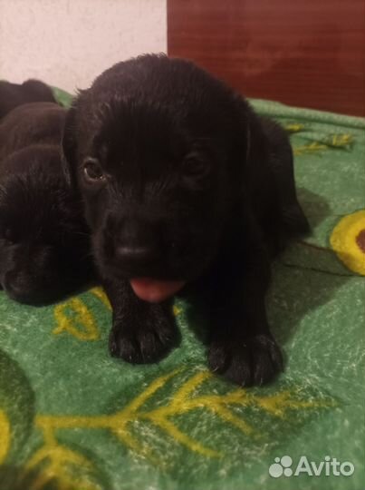 Щенки лабрадора