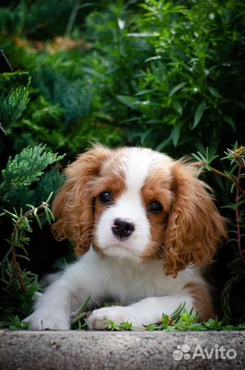 Кавалер кинг чарльз спаниель