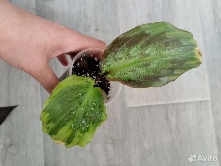 Комнатные растения