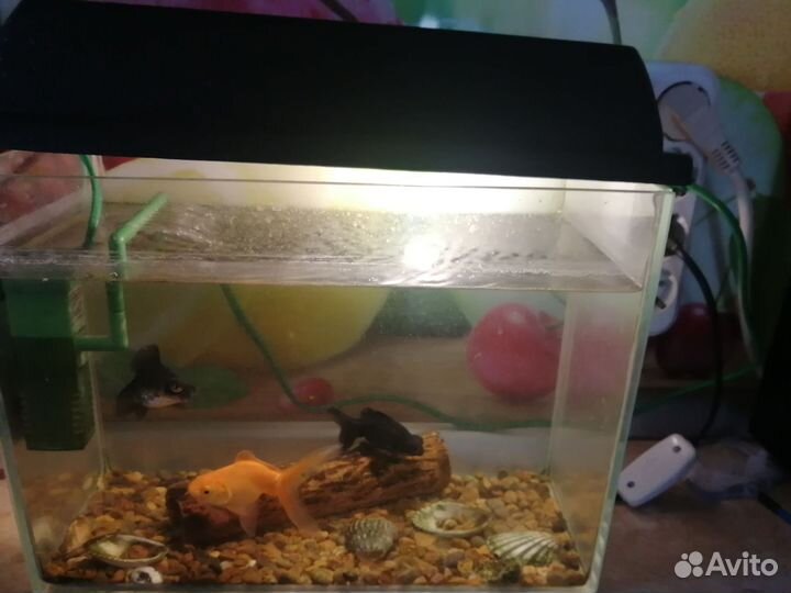 Аквариумные рыбки