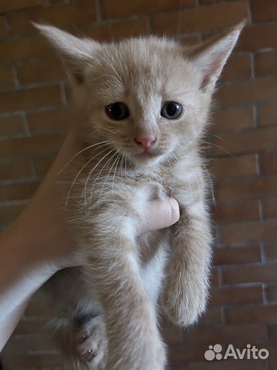 Милые котята в добрые руки