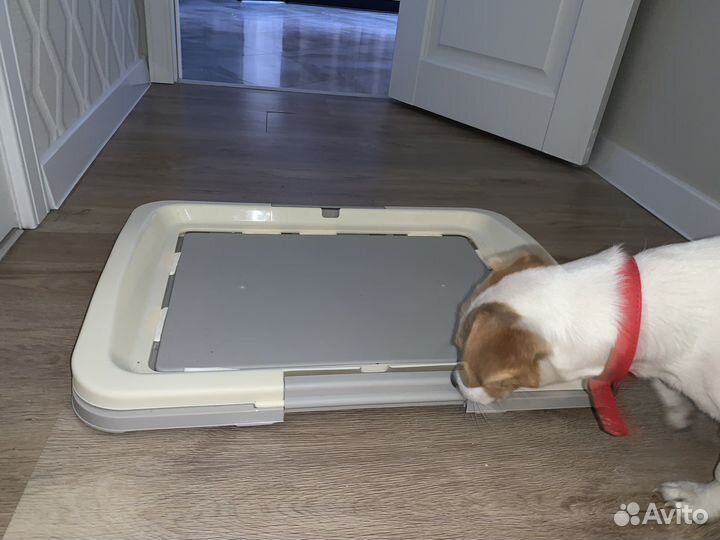Лоток туалет для собак