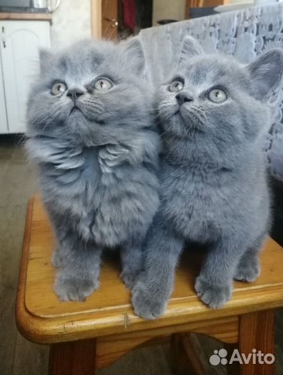 Котята шотландцы