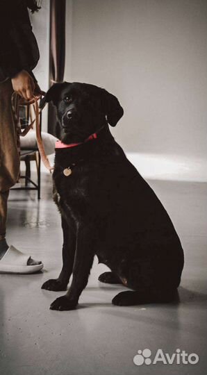 Метис лабрадора в добрые руки