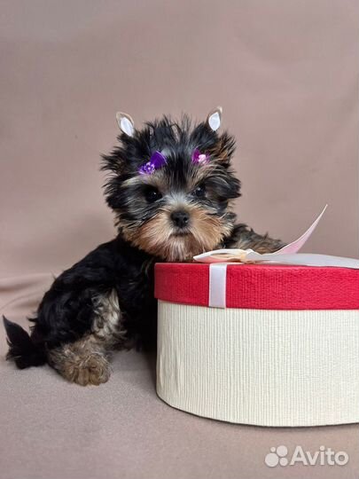 Йокширский терьер девочка