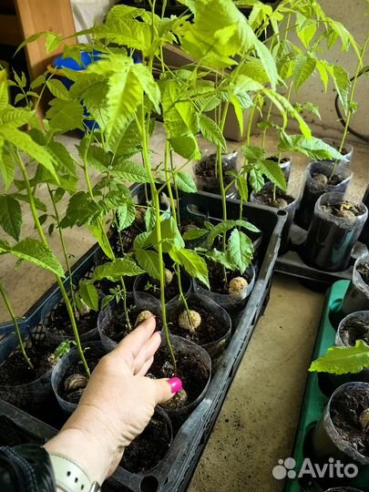 Орех черный саженцы