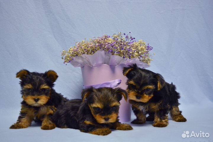 Йоркширский терьер