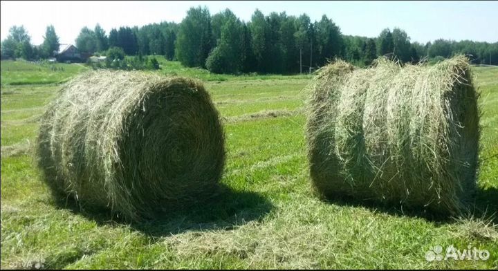 Сено зелёное. Солома в ролонах и мишках. Доставка