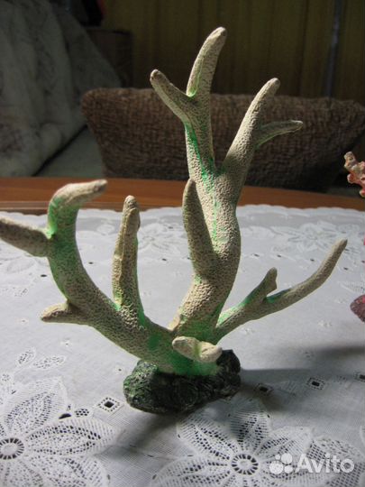 Кораллы для аквариума