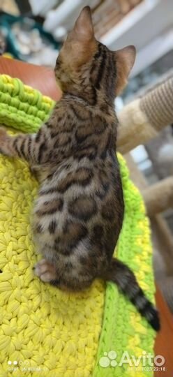 Бенгальская леопардовая кошка