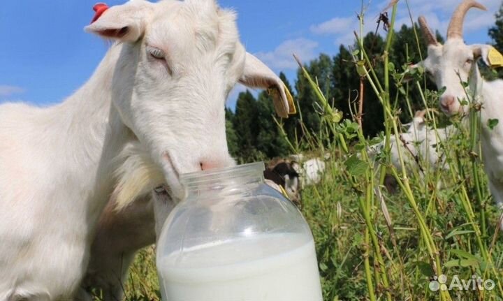 Продам козье молоко