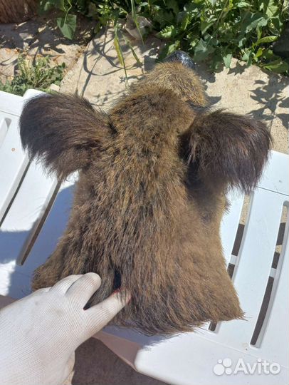 Чучело кабана