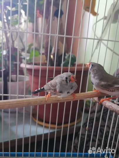 Зебровые амадины