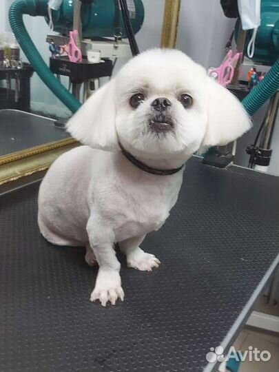 Стрижка собак,груминг