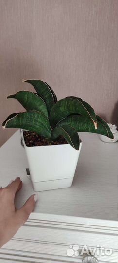 Сансевиерии редкие