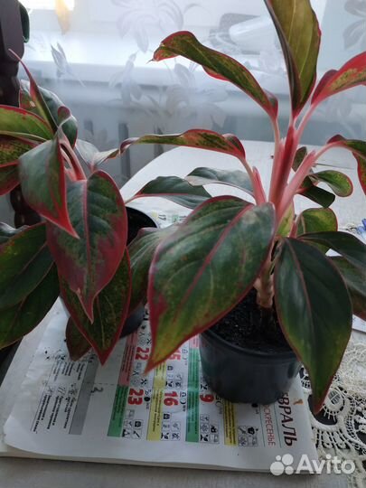 Комнатные цветы