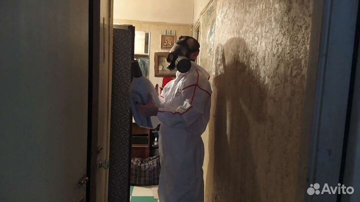 Дезинфекция от тараканов клопов блох