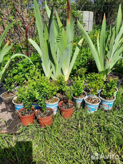 Саженцы самшита