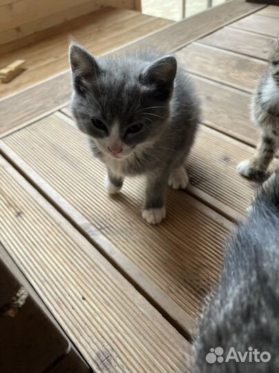 Котята в добрые руки бесплатно