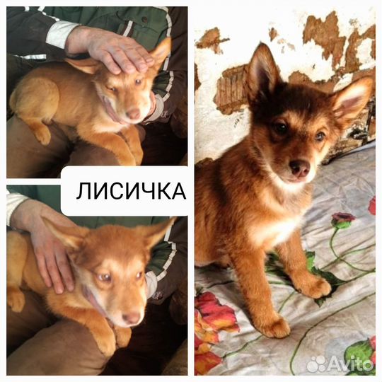 Щенки в добрые руки