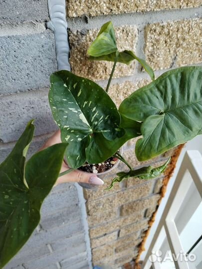 Сингониум панда