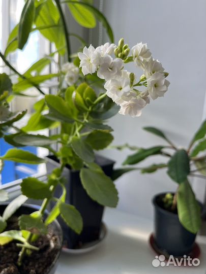 Пеларгония, каланхоэ