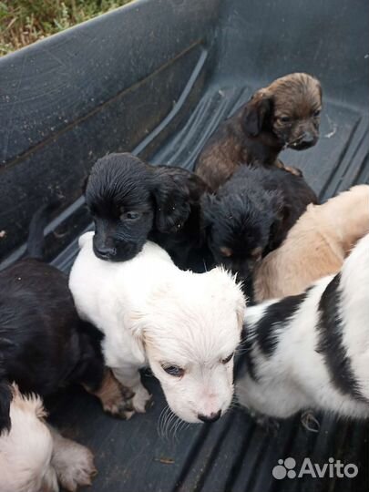 Щенки спаниеля