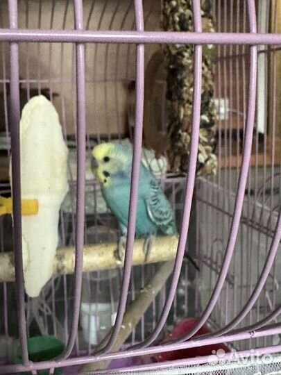 Волнистый попугай с клеткой